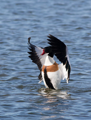 Common Shelduck (Tadorna tadorna)