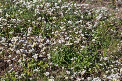 Dansk skrbjuggsrt (Cochlearia danica)