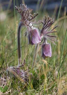 Fltsippa (Pulsatilla pratensis)