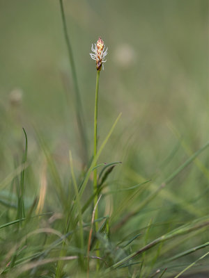 Trubbstarr (Carex obtusata)