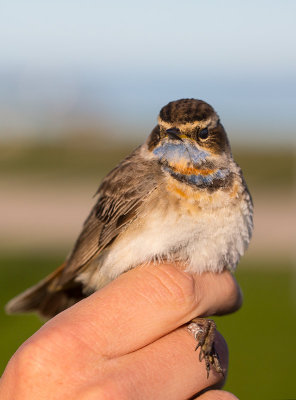 Bluethroat (Luscinia svecica)	