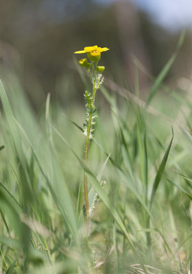Vårkorsört (Senecio vernalis)