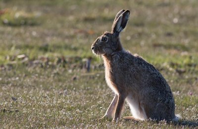 Fälthare (Lepus europaeus)