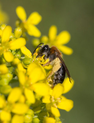 Trädgårdssandbi (Andrena haemorrhoa)