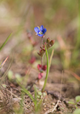 Klibbveronika (Veronica triphyllos)