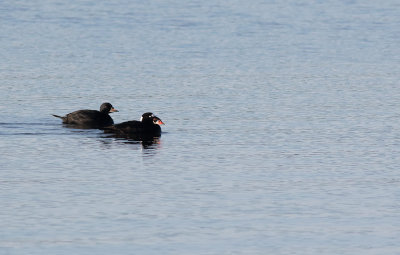 Surf Scoter (Melanitta perspicillata)