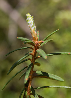 Skvattram (Rhododendron tomentosum)