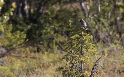 Bohemian Waxwing (Bombycilla garrulus)