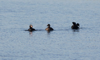 Surf Scoter (Melanitta perspicillata)