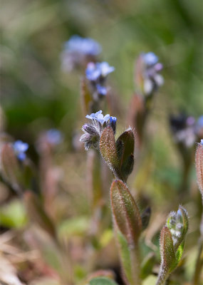 Vrfrgtmigej (Myosotis stricta)