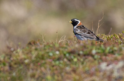 Lapland Longspur (Calcarius lapponicus)