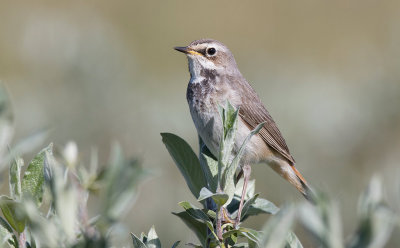 Bluethroat (Luscinia svecica)	