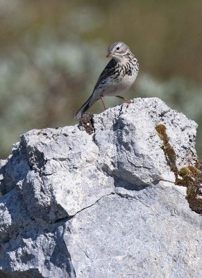 Meadow Pipit (Anthus pratensis)