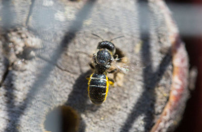 Väggbi (Heriades truncorum)
