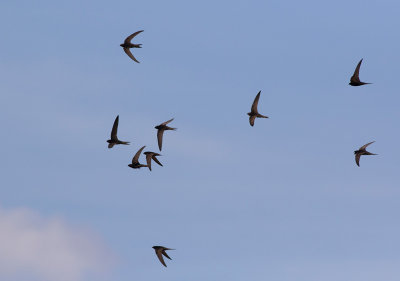 Common Swift (Apus apus)