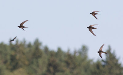 Common Swift (Apus apus)