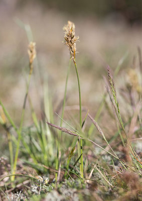landsstarr (Carex ligerica)	