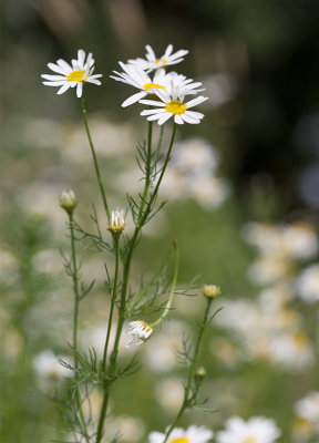 Baldersbr (Tripleurospermum inodorum)