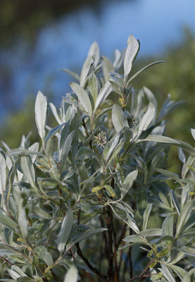 Ripvide (Salix glauca)