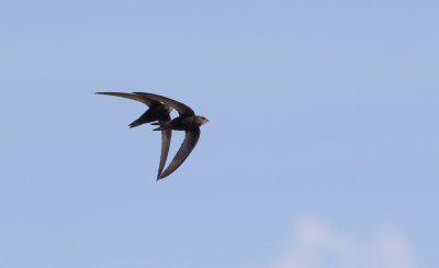 Common Swift (Apus apus)	