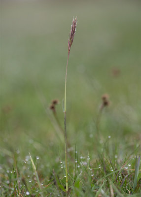 Vrbrodd (Anthoxanthum odoratum)