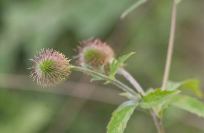 Rysknejlikrot (Geum aleppicum)