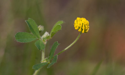 Trdklver (Trifolium dubium)