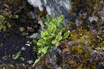 Mjltbrken (Asplenium ceterach)