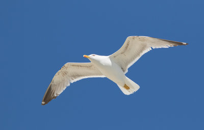 Yellow-legged Gull (Larus michahellis)