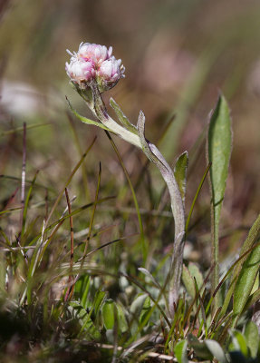 Kattfot (Antennaria dioica)