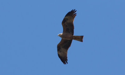 Black Kite (Milvus migrans)