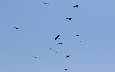 Black Kite (Milvus migrans)