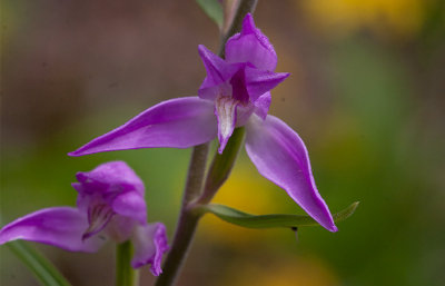 Röd skogslilja (Cephalanthera rubra)