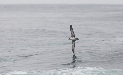 Pink-footed Shearwater (Ardenna creatopus)	