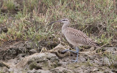 Hudsonian Whimbrel (Numenius phaeopus hudsonicus)