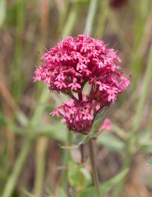 Piprt (Centranthus ruber)	