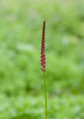 Blodormrot (Persicaria amplexicaulis)