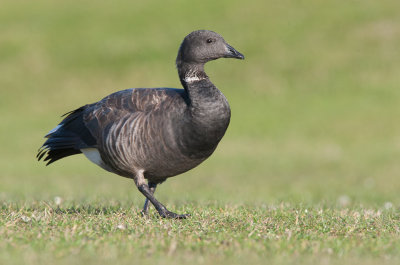 Brent Goose (Branta bernicla)