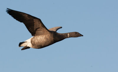 Brent Goose (Branta bernicla)	