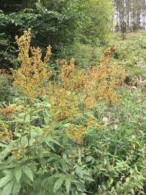 lggrs (Filipendula ulmaria)