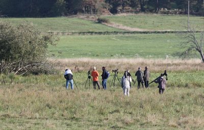 Looking for Rustic Bunting