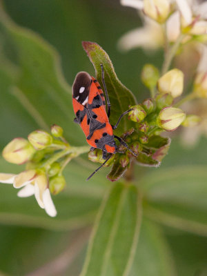 Riddarskinnbagge (Lygaeus equestris)