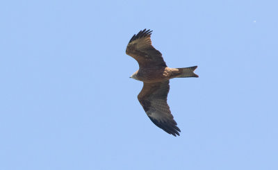 Black Kite (Milvus migrans)