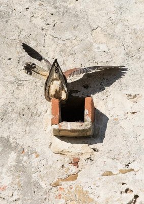 Lesser Kestrel (Falco naumanni), mating