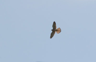 Eurasian Kestrel (Falco tinnunculus)