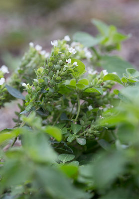 Mejram (Origanum majorana)