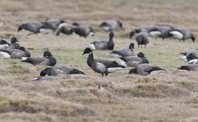 Black Brant (Branta bernicla nigricans)