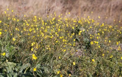 Sandsenap (Diplotaxis tenuifolia)