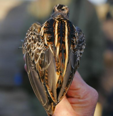 Jack Snipe (Lymnocryptes minimus)	