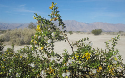 Desert, California